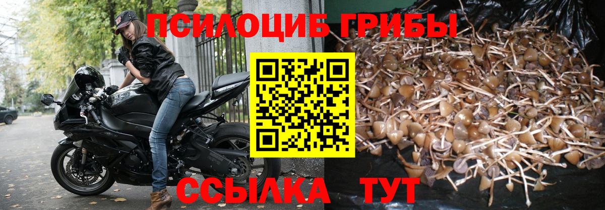 Галлюциногенные грибы Psilocybine cubensis  где купить наркоту  Вход с VPN  Новочеркасск  Псилоцибиновые грибы Psilocybe 